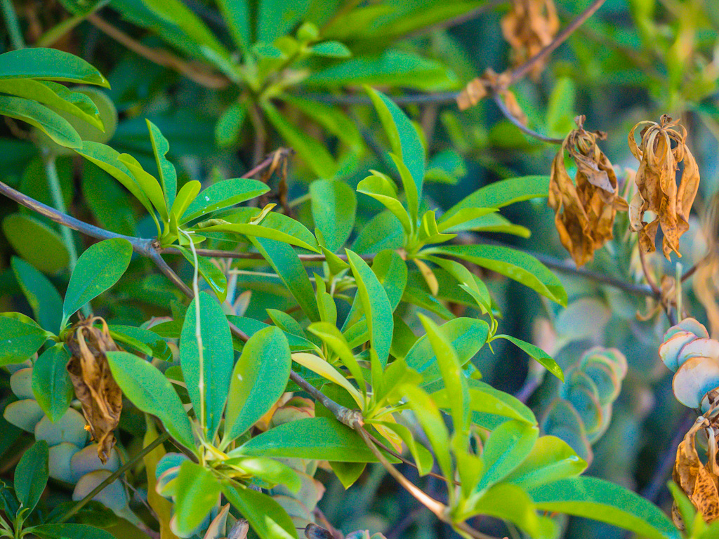 Euphorbia umbraculiformis. Los Angeles Arboretum