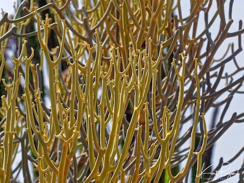 Euphorbia kamponii. Los Angeles Arboretum