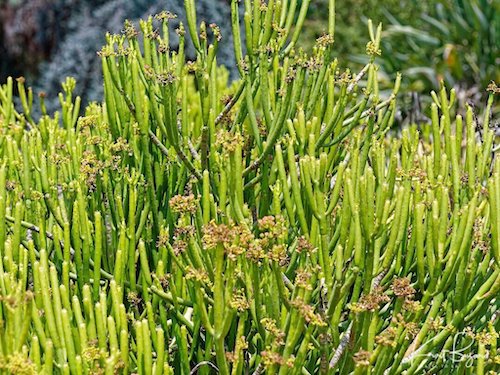 Cat Tails Euphorbia (Euphorbia leucodendrons