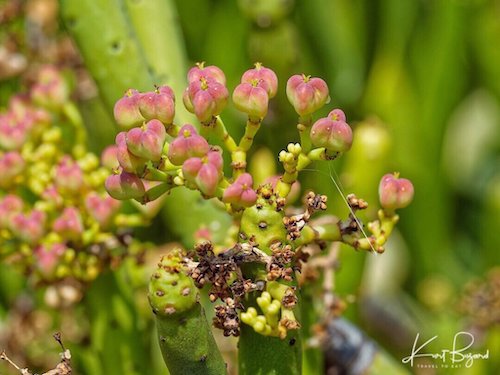 Cat Tails Euphorbia (Euphorbia leucodendrons