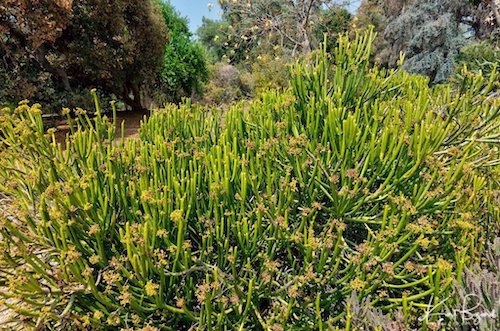 Cat Tails Euphorbia (Euphorbia leucodendrons