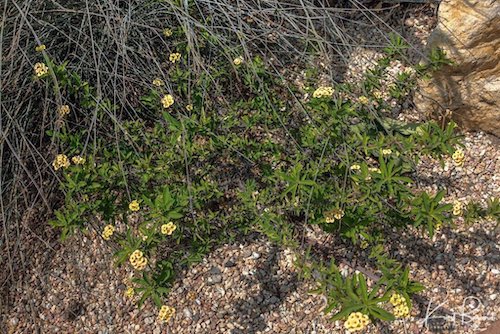 Yellow Christ Thorn (Euphorbia milii lutea