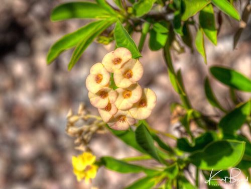 Yellow Christ Thorn (Euphorbia milii lutea