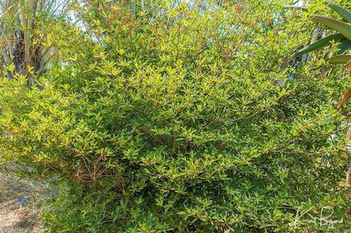 Euphorbia umbraculiformis. Los Angeles Arboretum