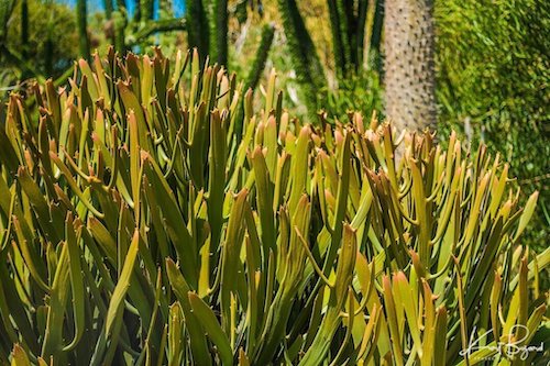 Euphorbia xylophylloides/enterophora