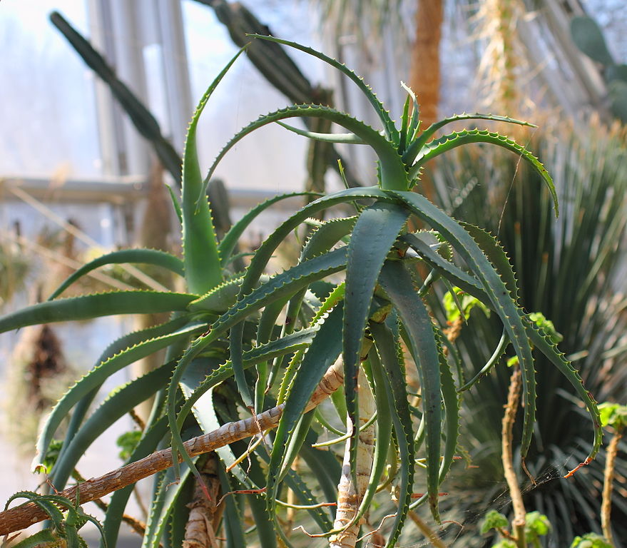 Blue Spider Aloe (Aloe acutissima). Wikipedia