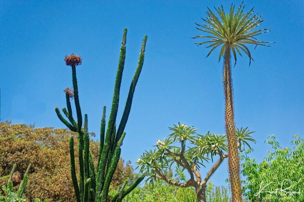 Height Comparison between Alluaudia ascendens (left) Pachypodium lamerei (center) Pachypodium geayi (right)