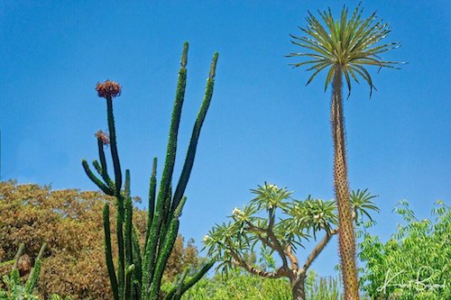 Height Comparison between Alluaudia ascendens (left) Pachypodium lamerei (center) Pachypodium geayi (right)