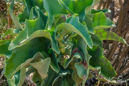 Smooth Felt Plant (Kalanchoe beharensis)