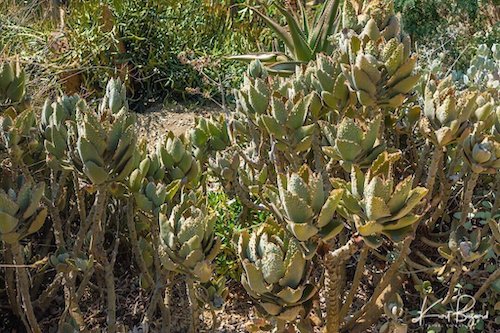 Kalanchoe Beharensis (Fang)