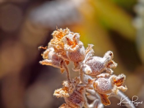 Kalanchoe Beharensis (Fang)