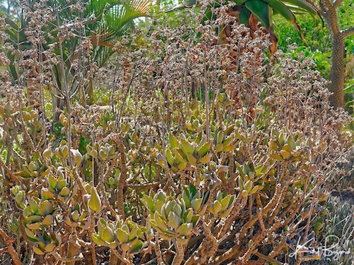 Kalanchoe Beharensis (Fang)