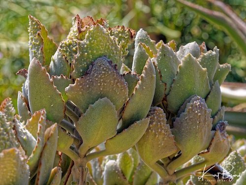 Kalanchoe Beharensis (Fang)