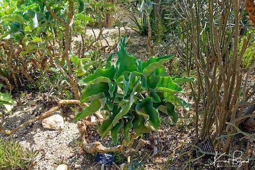 Smooth Felt Plant (Kalanchoe beharensis)