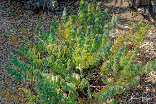 Marnier’s Kalanchoe (Kalanchoe marnieriana)