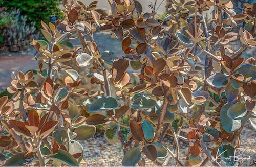 Copper Spoons (Kalanchoe orgyalis)