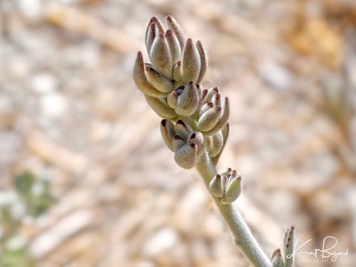 Panda Plant (Kalanchoe tomentosa)