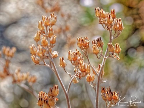 Panda Plant (Kalanchoe tomentosa)