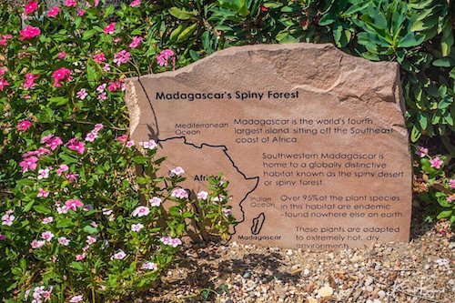 Madagascar Spiny Forest Section at the Los Angeles Arboretum