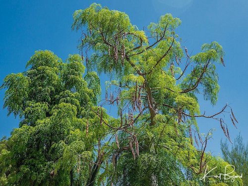 Moringa drouhardii