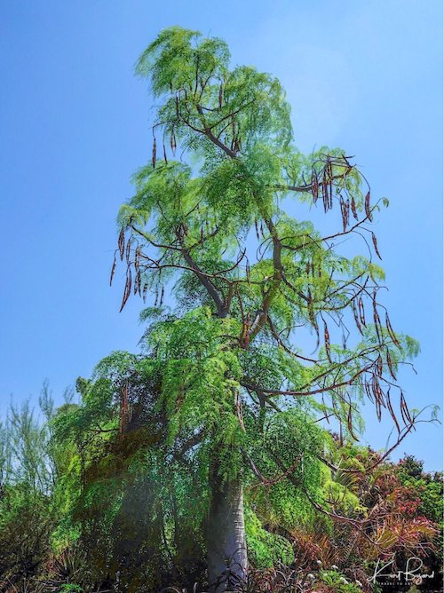 Moringa drouhardii