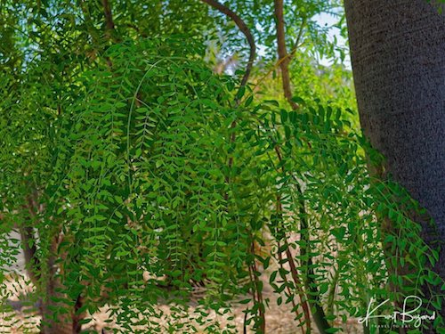 Moringa drouhardii