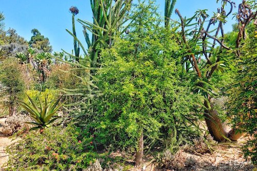 Jabily (Operculicarya decaryi) with Pachypodium lamerei var romosum (right)