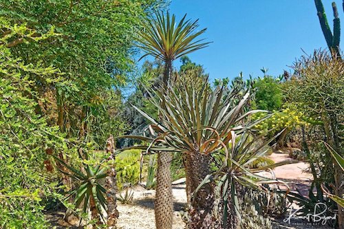 Pachypodium geayi