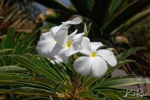 Pachypodium lamerei Flowers