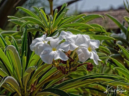 Pachypodium lamerei Flowers