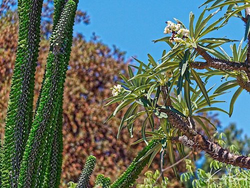 Pachypodium lamerei var ramosum Flowers