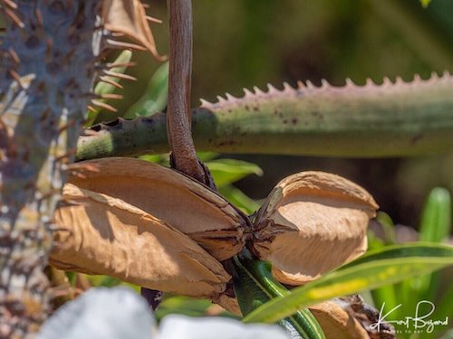 Pachypodium lamereii Seed Pods