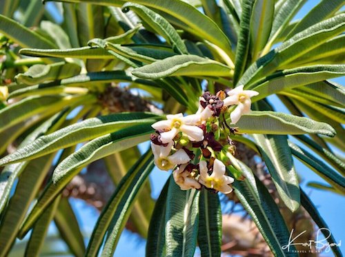 Pachypodium lamerei var ramosum Flowers