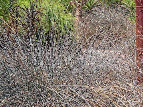 Leafless Plumbago (Plumbago aphylla)