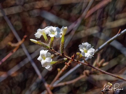 Leafless Plumbago Flowers (Plumbago aphylla)