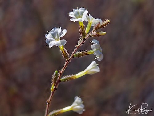 Leafless Plumbago Flowers (Plumbago aphylla)