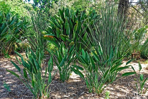 Strelitzia reginae