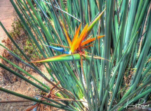 Bird of Paradise Plant (Strelitzia reginae)