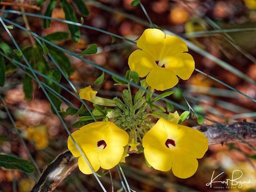 Mouse Trap Tree or Succulent Sesame (Uncarina decaryi)