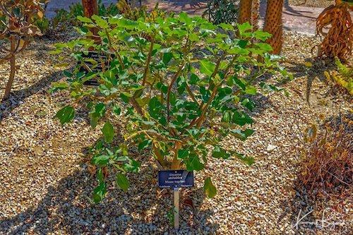 Mouse Trap Tree (Uncarina stellulifeara)