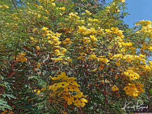 Mouse Trap Tree or Succulent Sesame (Uncarina decaryi)