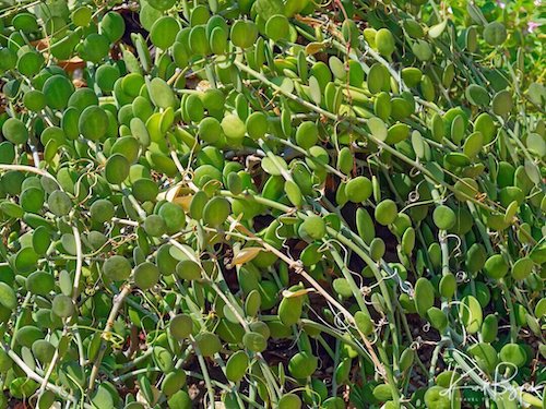 Silver Dollar Plant (Xerosicycos danguyi)