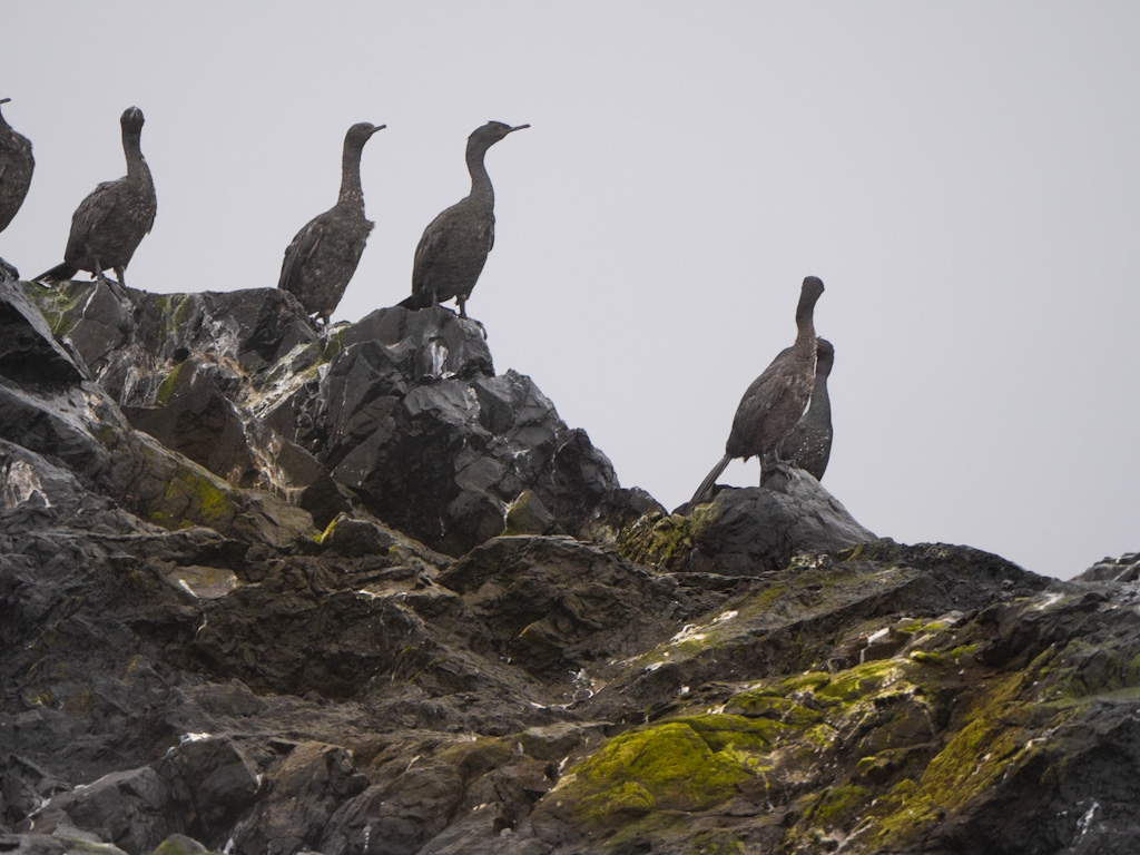 Pelagic Cormorant (Phalacrocorax pelagicus)