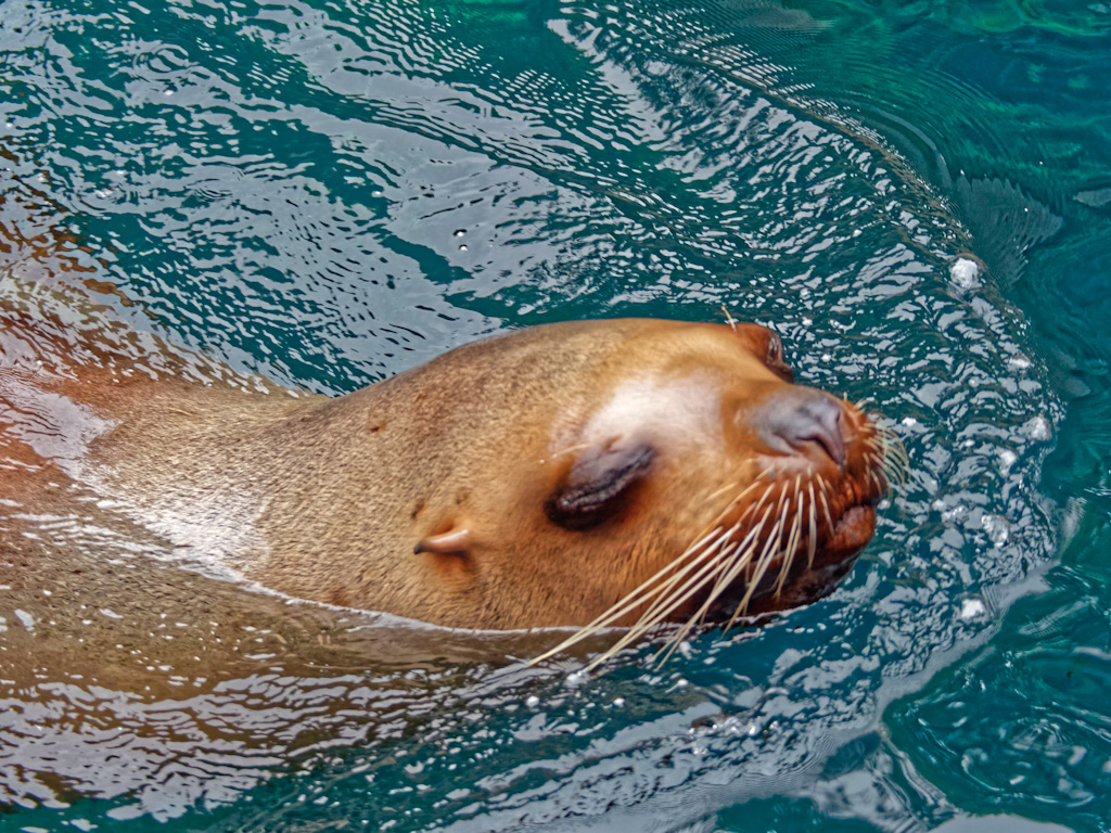 Steller (or northern) Sea Lion (Eumetopias jubatus) at the Vancouver Aquarium