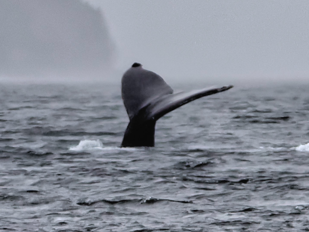 Whale Tail Juneau Alaska