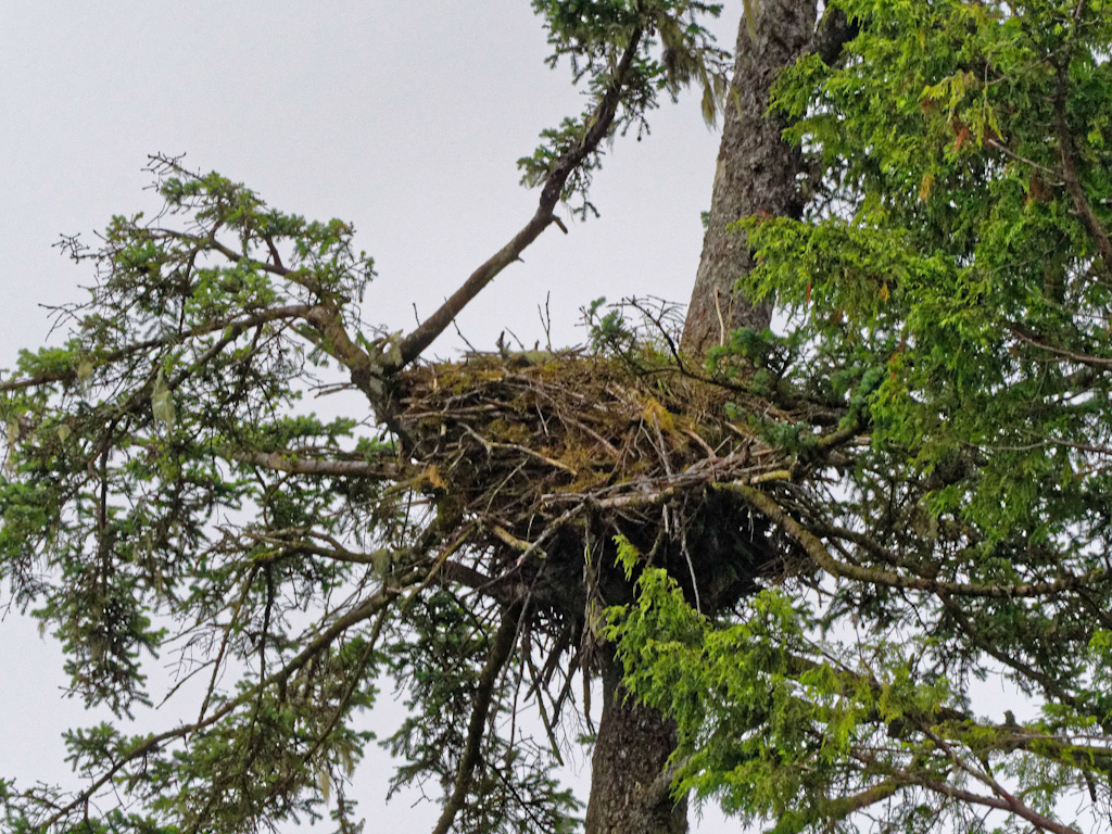 Bald Eagle (Haliaeetus leucocephalus) Nest