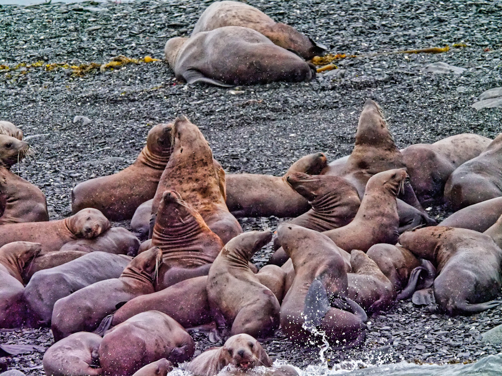 Steller (or northern) Sea Lion (Eumetopias jubatus)