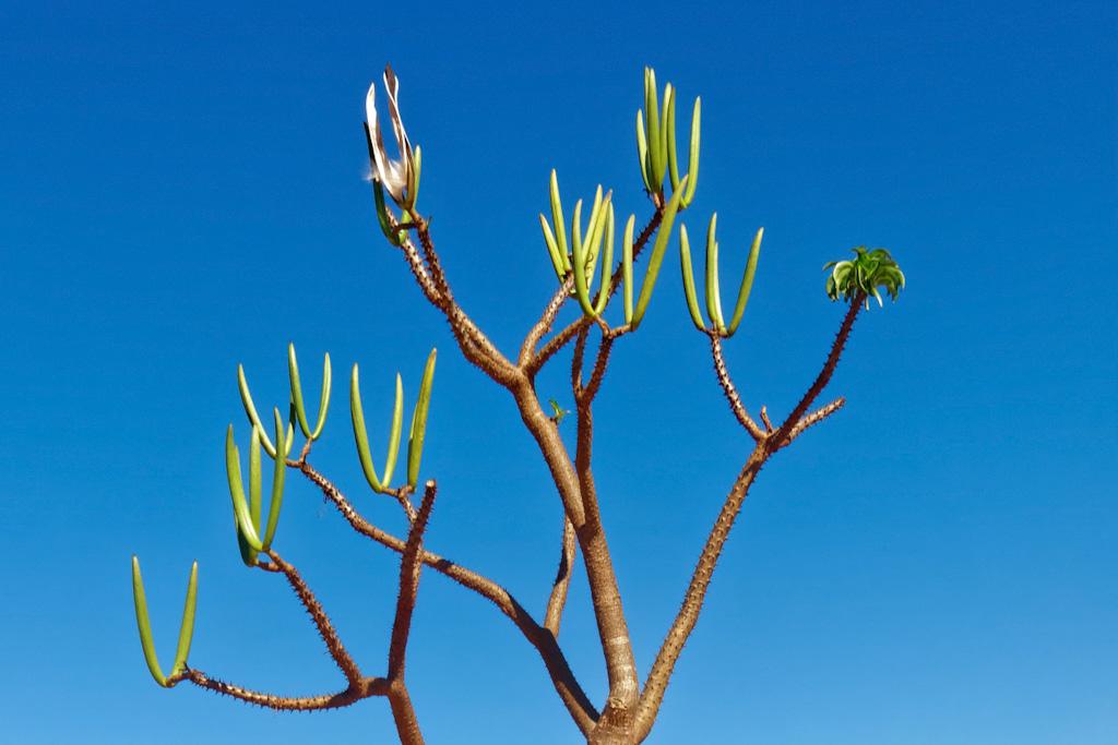 Closeup of Pachypodium lamerei Seed Pods with One Recently Opened Pod. Anjajavy Airport, Madagascar