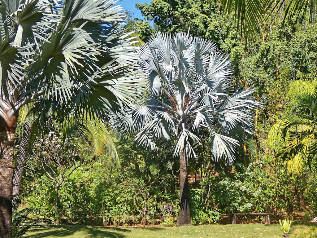 Bismarck Palm (Bismarckia nobilis). Anjajavy Lodge, Madagascar