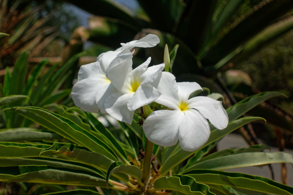 Pachypodium lamerei Flowers. LA Arboretum